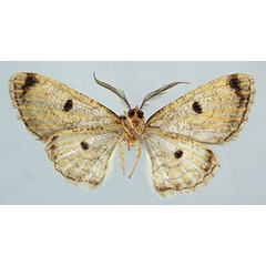 /filer/webapps/moths/media/images/O/obliqua_Orbamia_HT_ZSMb.jpg