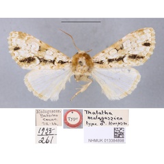 /filer/webapps/moths/media/images/M/malagassica_Thalatha_HT_BMNHa.jpg
