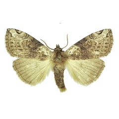 /filer/webapps/moths/media/images/S/smithi_Watsonopsestis_PTM_Kingston.jpg