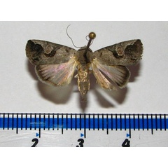 /filer/webapps/moths/media/images/L/lunifera_Bryophilopsis_A_Goff_01.jpg