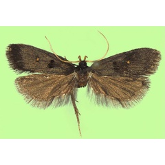 /filer/webapps/moths/media/images/O/orbiosus_Viperinus_HT_NHMO.jpg