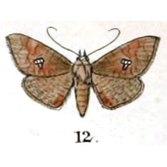 /filer/webapps/moths/media/images/Z/zonula_Durdara_HT_Swinhoe_28-12.jpg