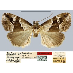 /filer/webapps/moths/media/images/B/bernica_Eustrotia_HT_MNHN.jpg