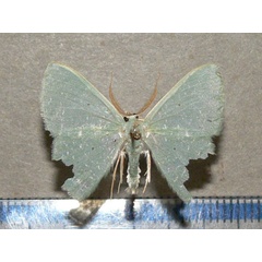 /filer/webapps/moths/media/images/C/congrua_Prasinocyma_A_Goff_01.jpg
