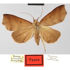 /filer/webapps/moths/media/images/R/rivosa_Maronis_STM_SNMF.jpg