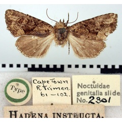 /filer/webapps/moths/media/images/I/instructa_Hadena_HT_BMNH.jpg