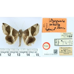/filer/webapps/moths/media/images/O/orbata_Dysgonia_HT_BMNH.jpg