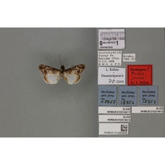 /filer/webapps/moths/media/images/J/jonasi_Audea_PTM_BMNH_01a.jpg