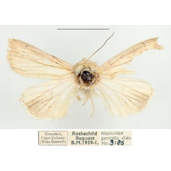 /filer/webapps/moths/media/images/N/nebulosa_Mythimna_AM_BMNH_01.jpg
