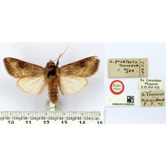 /filer/webapps/moths/media/images/P/praetexta_Leucania_HT_BMNH.jpg