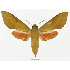 /filer/webapps/moths/media/images/C/capensis_Theretra_AF_Basquin_01a.jpg