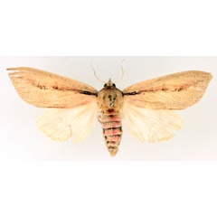 /filer/webapps/moths/media/images/S/sesamiodes_Paragria_AF_TMSA_02.jpg