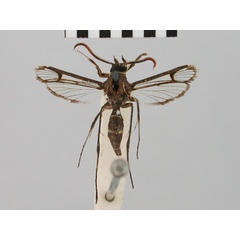 /filer/webapps/moths/media/images/P/pedunculata_Tipulamima_HT_BMNH.jpg