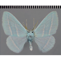 /filer/webapps/moths/media/images/C/coerulea_Trimetopia_AM_ZSM_02.jpg