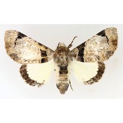 /filer/webapps/moths/media/images/M/magnifica_Amblyprora_AF_TMSA_02.jpg