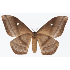 /filer/webapps/moths/media/images/O/obscura_Imbrasia_AF_Basquinb.jpg