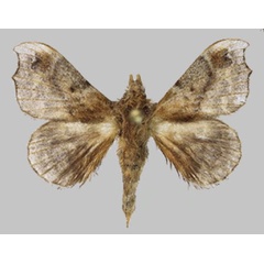 /filer/webapps/moths/media/images/F/fenestrata_Odontopacha_AM_RMBH.jpg