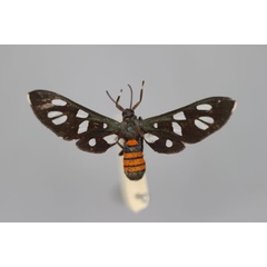 /filer/webapps/moths/media/images/T/tomasina_Amata_ST_BMNH.jpg