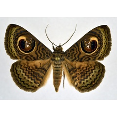 /filer/webapps/moths/media/images/P/pretiosissima_Calliodes_AM_NHMO.jpg