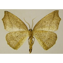 /filer/webapps/moths/media/images/P/prolixa_Epigynopteryx_AM_ZSMb.jpg