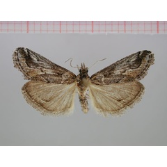 /filer/webapps/moths/media/images/N/namaensis_Hypotia_HT_ZMHB.jpg