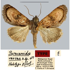 /filer/webapps/moths/media/images/V/vaovao_Paracaroides_HT_MNHN.jpg
