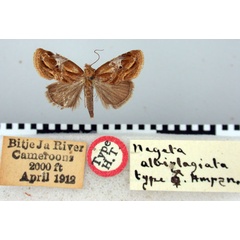 /filer/webapps/moths/media/images/A/albiplagiata_Negeta_HT_BMNH.jpg