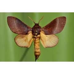 /filer/webapps/moths/media/images/J/jamesoni_Catalebeda_A_Butler.jpg