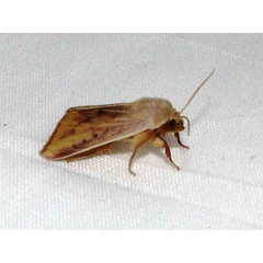/filer/webapps/moths/media/images/A/affinis_Adisura_A_Goff.jpg