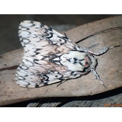 /filer/webapps/moths/media/images/R/rosea_Lymantria_A_Bippus.jpg