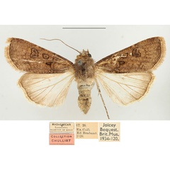 /filer/webapps/moths/media/images/R/radama_Agrotis_AF_BMNH.jpg