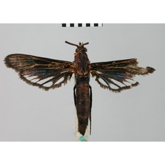 /filer/webapps/moths/media/images/T/thalassina_Paranthrene_STF_BMNH.jpg