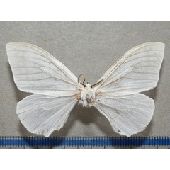 /filer/webapps/moths/media/images/M/manicata_Heteronygmia_A_Goff_01.jpg