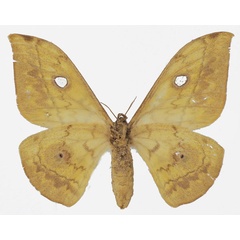 /filer/webapps/moths/media/images/C/cliftoni_Aurivillius_AF_Basquinb.jpg