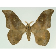 /filer/webapps/moths/media/images/M/monochromum_Orthogonioptilum_AM_Basquin.jpg