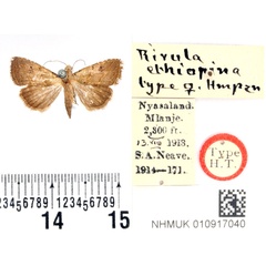/filer/webapps/moths/media/images/E/ethiopina_Rivula_STF_BMNH.jpg