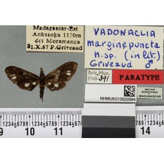 /filer/webapps/moths/media/images/M/marginepuncta_Vadonaclia_PTM_BMNHa.jpg