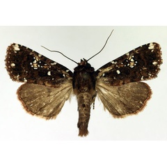 /filer/webapps/moths/media/images/A/africana_Feliniopsis_AF_Aulombard.jpg