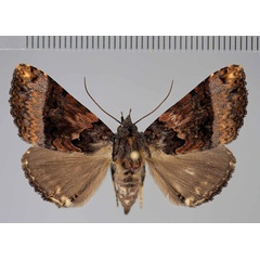 /filer/webapps/moths/media/images/E/ethiopica_Avatha_AF_Stadie.jpg