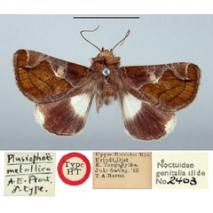 /filer/webapps/moths/media/images/M/metallica_Plusiophaes_HT_BMNH.jpg