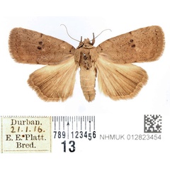 /filer/webapps/moths/media/images/M/molybdea_Exophyla_AM_BMNH.jpg