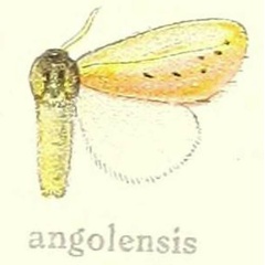 /filer/webapps/moths/media/images/A/angolensis_Laelia_HT_Hering_21f.jpg