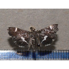 /filer/webapps/moths/media/images/P/perspectalis_Hymenia_A_Goffa_01.jpg