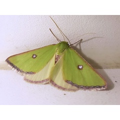 /filer/webapps/moths/media/images/T/trimeni_Rhadinomphax_AM_Lallea.jpg