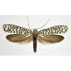 /filer/webapps/moths/media/images/S/strigillatus_Yponomeuta_AF_NHMO.jpg