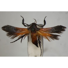 /filer/webapps/moths/media/images/P/princeps_Oedematopoda_A_BMNH.jpg
