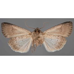 /filer/webapps/moths/media/images/C/caelebs_Hadena_HT_MfNb.jpg