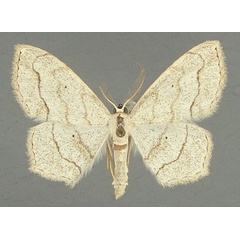 /filer/webapps/moths/media/images/S/sanguinisecta_Scopula_AM_TMSA.jpg