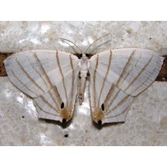 /filer/webapps/moths/media/images/E/erycinaria_Dissoprumna_A_Goff_02.jpg