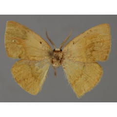 /filer/webapps/moths/media/images/M/mannophora_Hypocoela_A_ZSM_01.jpg